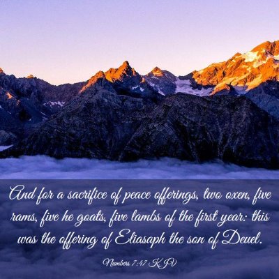 Picture 03 - Numbers 7:47 KJV - And for a sacrifice of peace offerings, two oxen, - Bible Verse Picture
