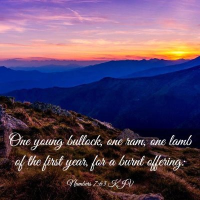Picture 03 - Numbers 7:63 KJV - One young bullock, one ram, one lamb of the first - Bible Verse Picture