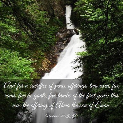 Picture 03 - Numbers 7:83 KJV - And for a sacrifice of peace offerings, two oxen, - Bible Verse Picture
