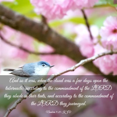 Picture 03 - Numbers 9:20 KJV - And so it was, when the cloud was a few days upon - Bible Verse Picture