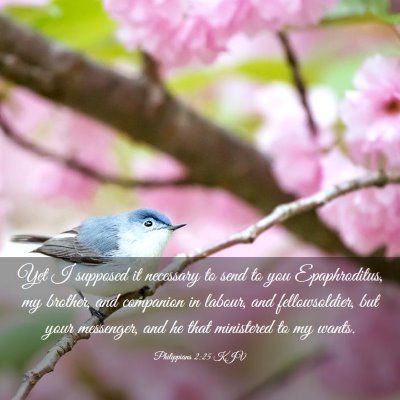 Picture 03 - Philippians 2:25 KJV - Yet I supposed it necessary to send to you - Bible Verse Picture