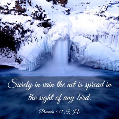 Picture 03 - Proverbs 1:17 KJV - Surely in vain the net is spread in the sight of - Bible Verse Picture