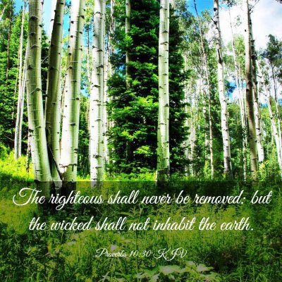 Picture 03 - Proverbs 10:30 KJV - The righteous shall never be removed: but the - Bible Verse Picture