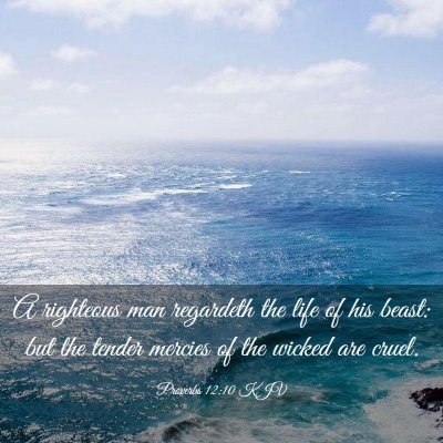 Picture 03 - Proverbs 12:10 KJV - A righteous man regardeth the life of his beast: - Bible Verse Picture