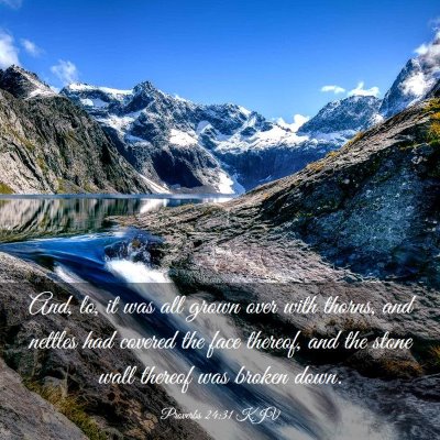 Picture 03 - Proverbs 24:31 KJV - And, lo, it was all grown over with thorns, and - Bible Verse Picture