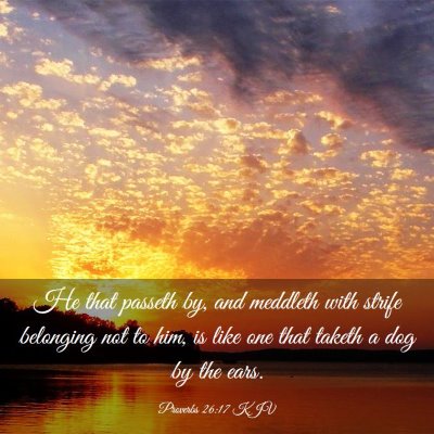 Picture 03 - Proverbs 26:17 KJV - He that passeth by, and meddleth with strife - Bible Verse Picture