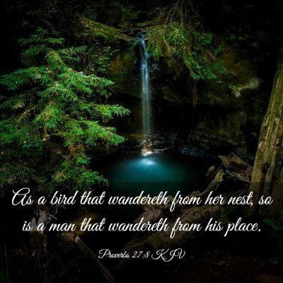 Picture 03 - Proverbs 27:8 KJV - As a bird that wandereth from her nest, so is a - Bible Verse Picture