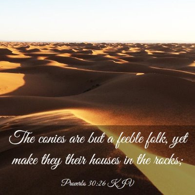 Picture 03 - Proverbs 30:26 KJV - The conies are but a feeble folk, yet make they - Bible Verse Picture