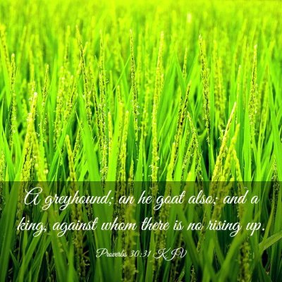 Picture 03 - Proverbs 30:31 KJV - A greyhound; an he goat also; and a king, against - Bible Verse Picture