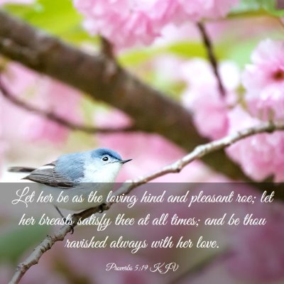 Picture 03 - Proverbs 5:19 KJV - Let her be as the loving hind and pleasant roe; - Bible Verse Picture