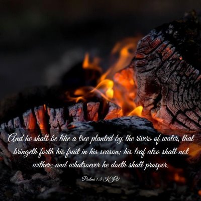 Picture 03 - Psalms 1:3 KJV - And he shall be like a tree planted by the rivers - Bible Verse Picture