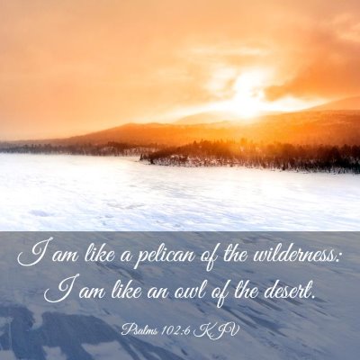 Picture 03 - Psalms 102:6 KJV - I am like a pelican of the wilderness: I am like - Bible Verse Picture
