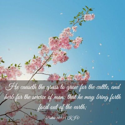 Picture 03 - Psalms 104:14 KJV - He causeth the grass to grow for the cattle, and - Bible Verse Picture