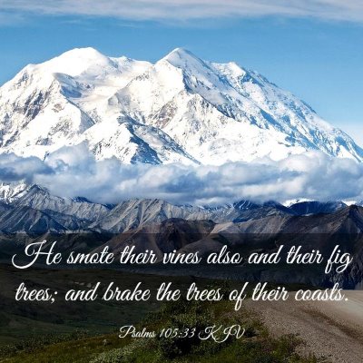 Picture 03 - Psalms 105:33 KJV - He smote their vines also and their fig trees; - Bible Verse Picture