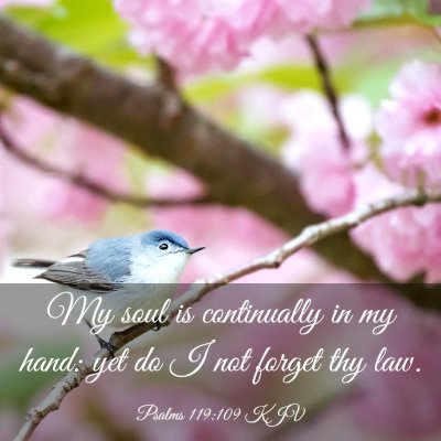 Picture 03 - Psalms 119:109 KJV - My soul is continually in my hand: yet do I not - Bible Verse Picture