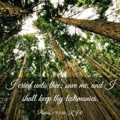 Picture 03 - Psalms 119:146 KJV - I cried unto thee; save me, and I shall keep thy - Bible Verse Picture