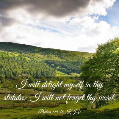 Picture 03 - Psalms 119:16 KJV - I will delight myself in thy statutes: I will not - Bible Verse Picture