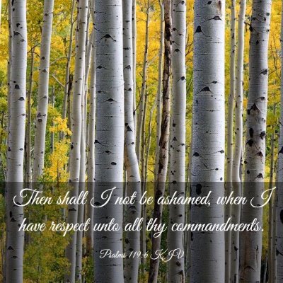 Picture 03 - Psalms 119:6 KJV - Then shall I not be ashamed, when I have respect - Bible Verse Picture