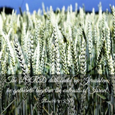 Picture 03 - Psalms 147:2 KJV - The LORD doth build up Jerusalem: he gathereth - Bible Verse Picture