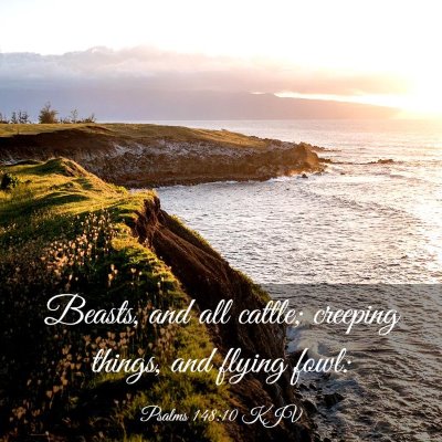 Picture 03 - Psalms 148:10 KJV - Beasts, and all cattle; creeping things, and - Bible Verse Picture