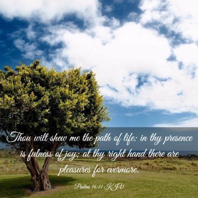 Picture 03 - Psalms 16:11 KJV - Thou wilt shew me the path of life: in thy - Bible Verse Picture