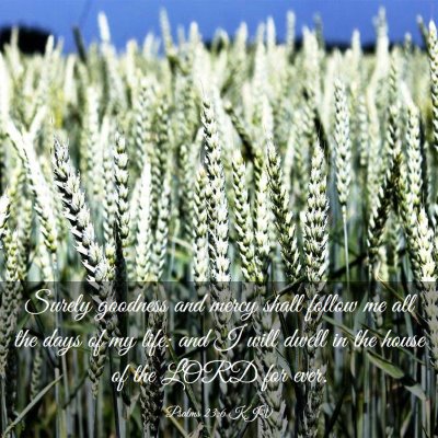 Picture 03 - Psalms 23:6 KJV - Surely goodness and mercy shall follow me all the - Bible Verse Picture