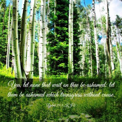 Picture 03 - Psalms 25:3 KJV - Yea, let none that wait on thee be ashamed: let - Bible Verse Picture