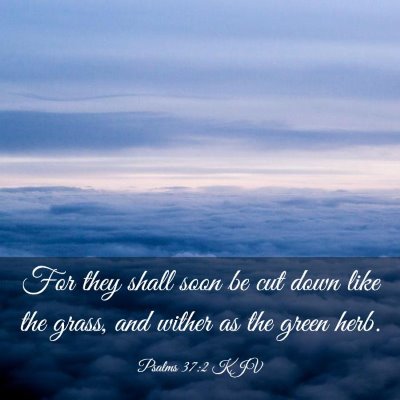 Picture 03 - Psalms 37:2 KJV - For they shall soon be cut down like the grass, - Bible Verse Picture