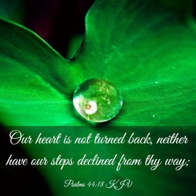 Picture 03 - Psalms 44:18 KJV - Our heart is not turned back, neither have our - Bible Verse Picture