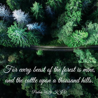 Picture 03 - Psalms 50:10 KJV - For every beast of the forest is mine, and the - Bible Verse Picture