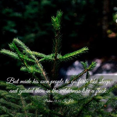 Picture 03 - Psalms 78:52 KJV - But made his own people to go forth like sheep, - Bible Verse Picture