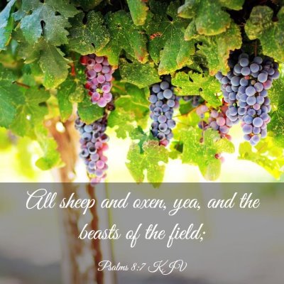 Picture 03 - Psalms 8:7 KJV - All sheep and oxen, yea, and the beasts of the - Bible Verse Picture
