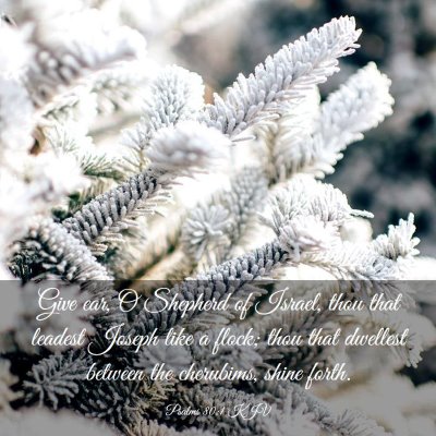 Picture 03 - Psalms 80:1 KJV - Give ear, O Shepherd of Israel, thou that leadest - Bible Verse Picture