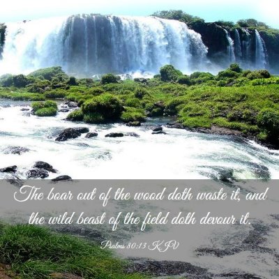 Picture 03 - Psalms 80:13 KJV - The boar out of the wood doth waste it, and the - Bible Verse Picture
