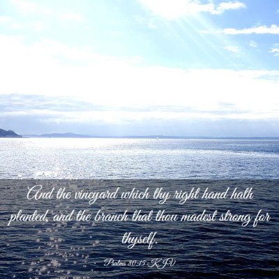 Picture 03 - Psalms 80:15 KJV - And the vineyard which thy right hand hath - Bible Verse Picture