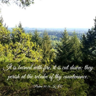 Picture 03 - Psalms 80:16 KJV - It is burned with fire, it is cut down: they - Bible Verse Picture