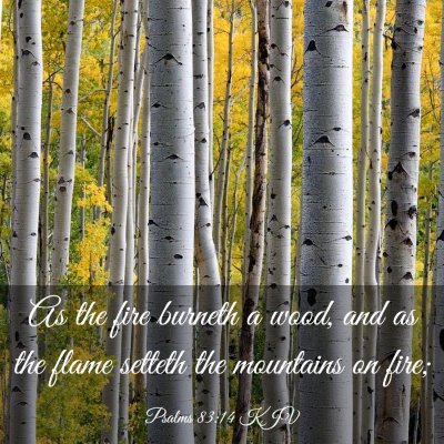 Picture 03 - Psalms 83:14 KJV - As the fire burneth a wood, and as the flame - Bible Verse Picture