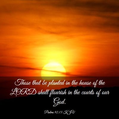 Picture 03 - Psalms 92:13 KJV - Those that be planted in the house of the LORD - Bible Verse Picture