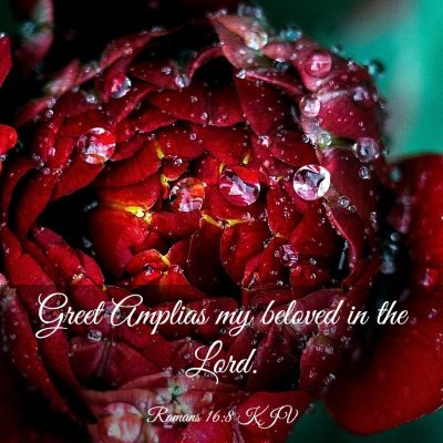 Picture 03 - Romans 16:8 KJV - Greet Amplias my beloved in the - Bible Verse Picture