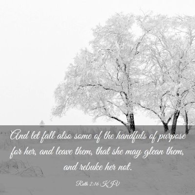 Picture 03 - Ruth 2:16 KJV - And let fall also some of the handfuls of purpose - Bible Verse Picture
