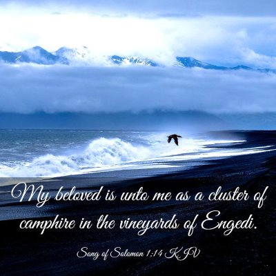 Picture 03 - Song of Solomon 1:14 KJV - My beloved is unto me as a cluster of camphire in - Bible Verse Picture