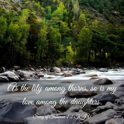 Picture 03 - Song of Solomon 2:2 KJV - As the lily among thorns, so is my love among the - Bible Verse Picture