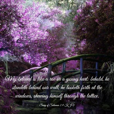 Picture 03 - Song of Solomon 2:9 KJV - My beloved is like a roe or a young hart: behold, - Bible Verse Picture