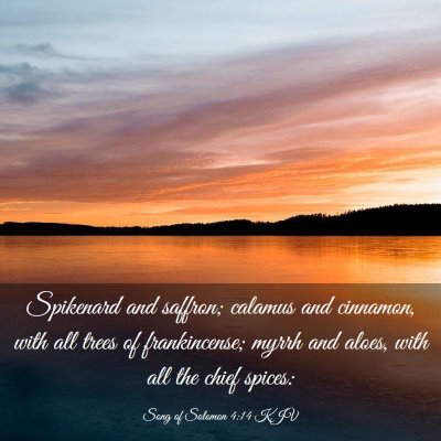 Picture 03 - Song of Solomon 4:14 KJV - Spikenard and saffron; calamus and cinnamon, with - Bible Verse Picture
