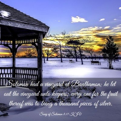 Picture 03 - Song of Solomon 8:11 KJV - Solomon had a vineyard at Baalhamon; he let out - Bible Verse Picture