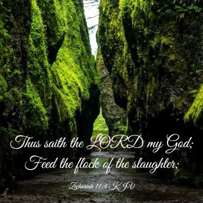Picture 03 - Zechariah 11:4 KJV - Thus saith the LORD my God; Feed the flock of the - Bible Verse Picture