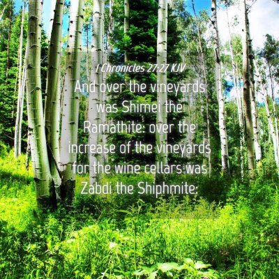 Picture 04 - 1 Chronicles 27:27 KJV - And over the vineyards was Shimei the Ramathite: - Bible Verse Picture