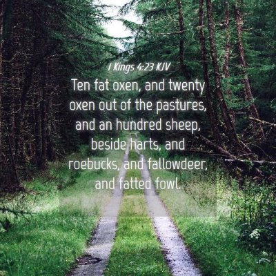 Picture 04 - 1 Kings 4:23 KJV - Ten fat oxen, and twenty oxen out of the - Bible Verse Picture