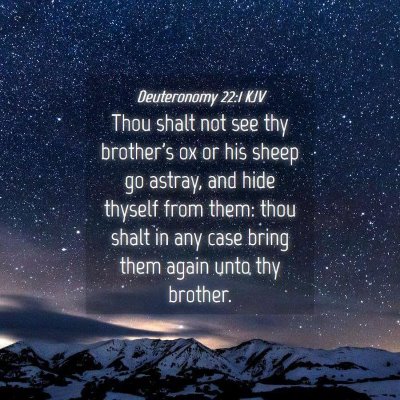 Picture 04 - Deuteronomy 22:1 KJV - Thou shalt not see thy brother's ox or his sheep - Bible Verse Picture