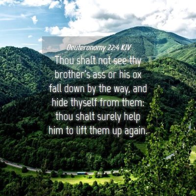 Picture 04 - Deuteronomy 22:4 KJV - Thou shalt not see thy brother's ass or his ox - Bible Verse Picture